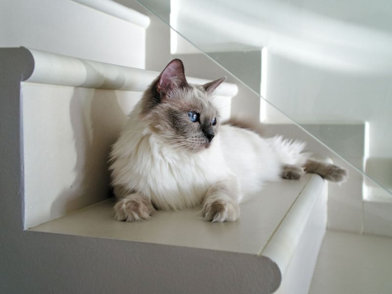 Ragdoll