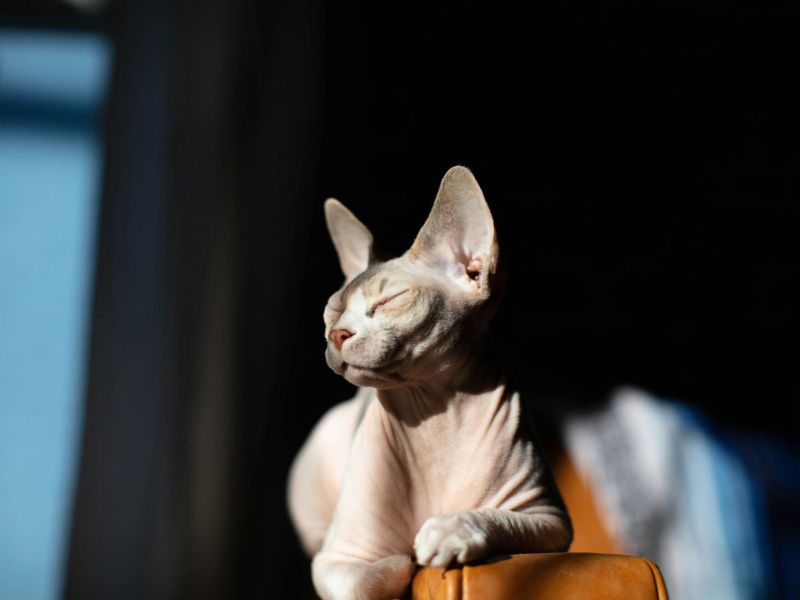 Sphynx