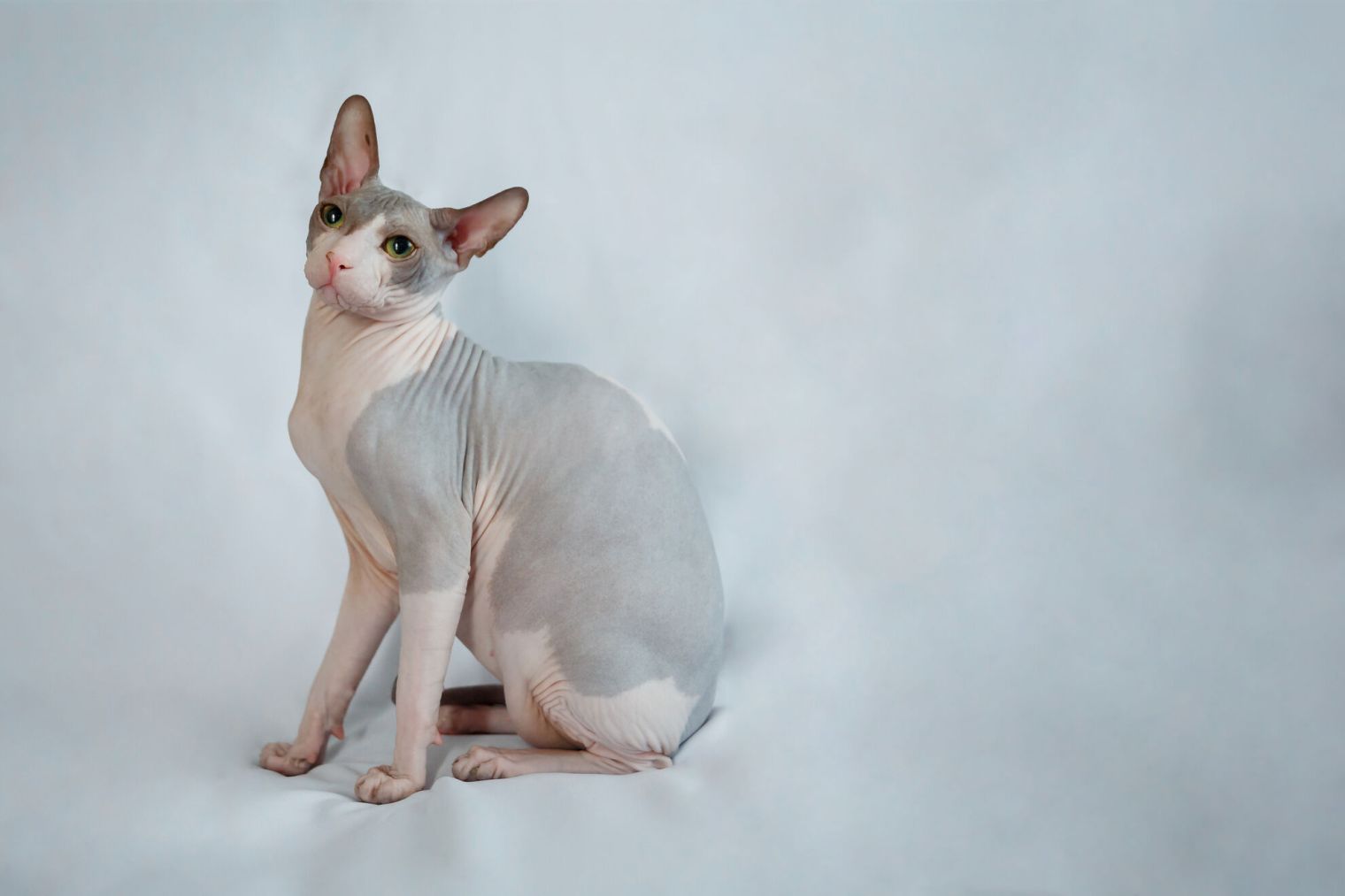Donský Sphynx