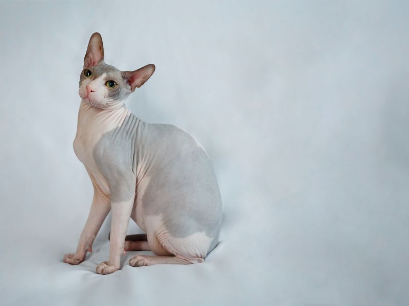 Donský Sphynx