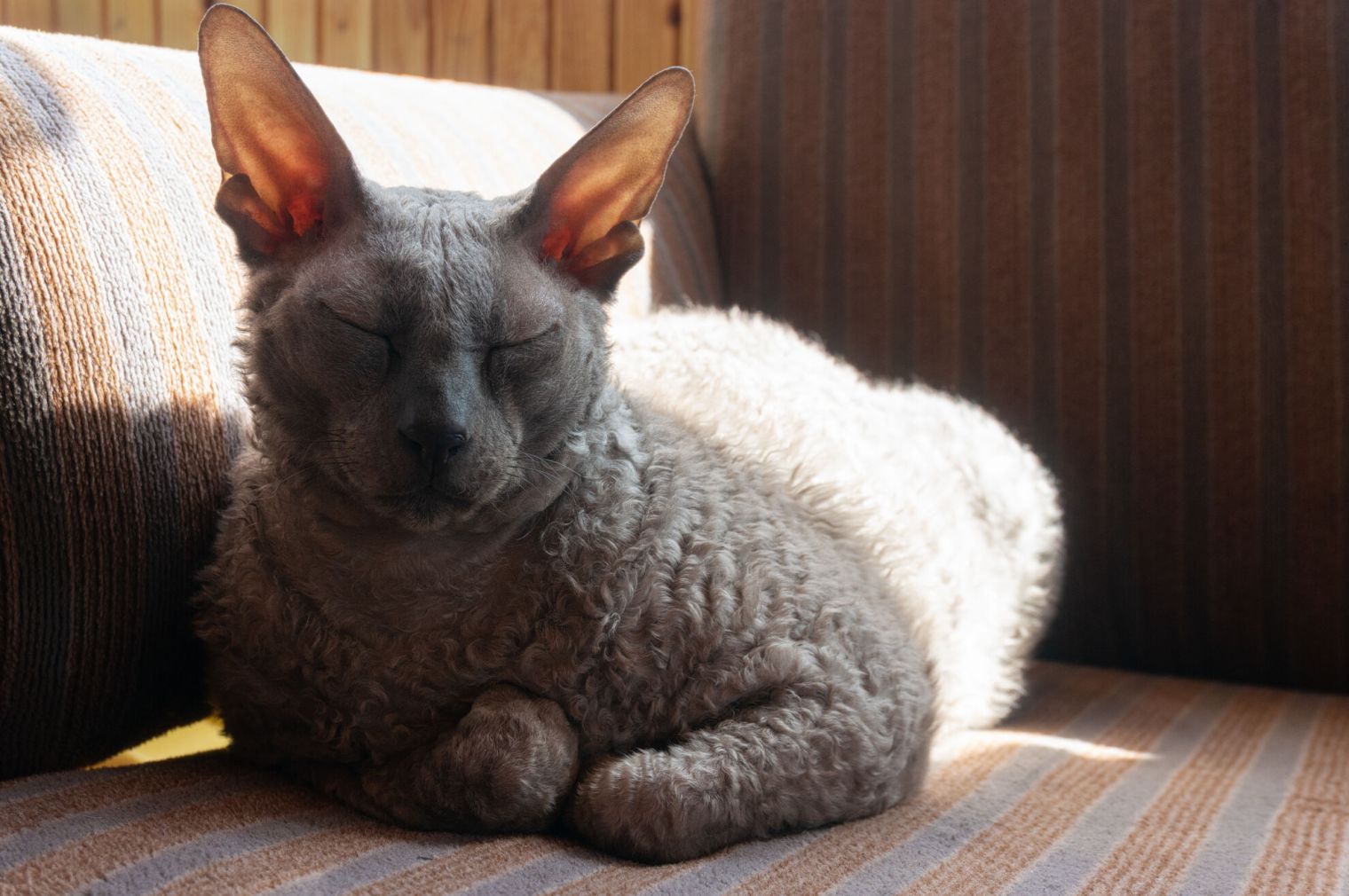 Cornish Rex