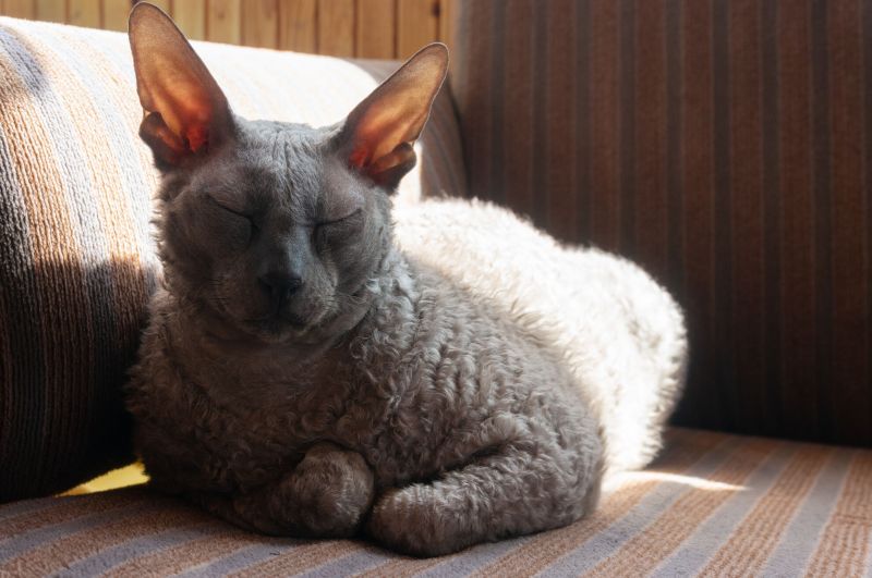 Cornish Rex