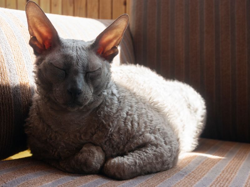 Cornish Rex