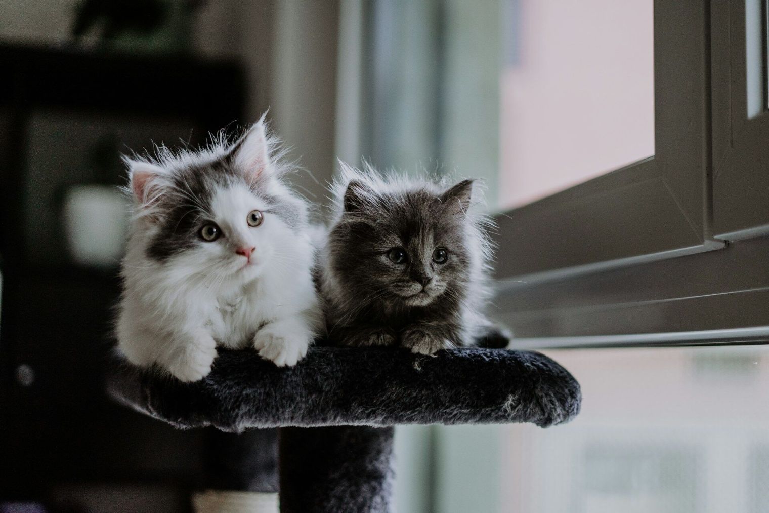 Fenomén „Single Kitten Syndrome“: Proč se doporučuje pořídit dvě koťata místo jednoho