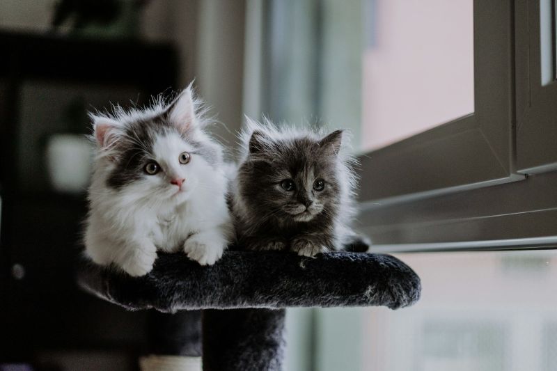 Fenomén „Single Kitten Syndrome“: Proč se doporučuje pořídit dvě koťata místo jednoho