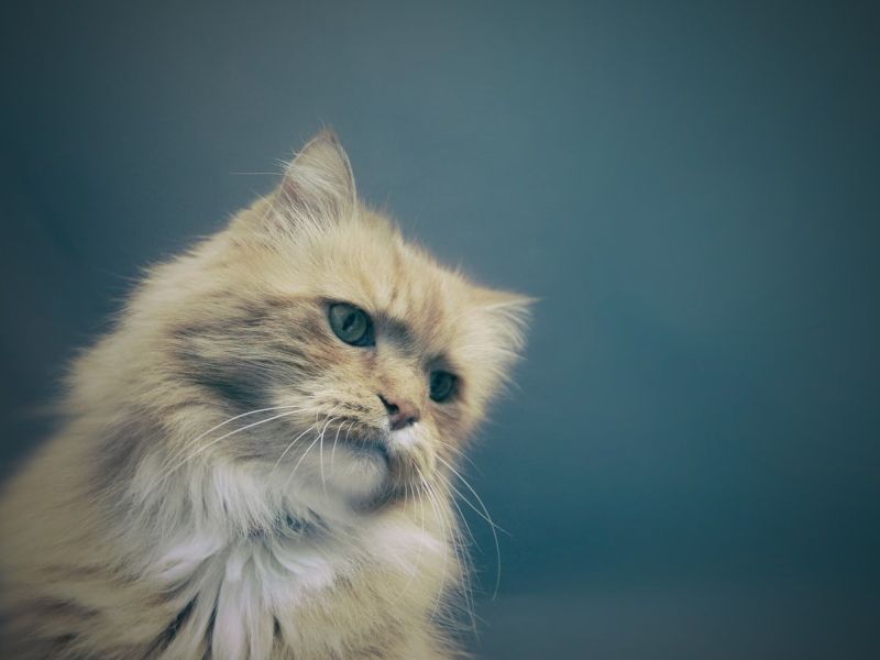 Proč je dobré kočičky čipovat?