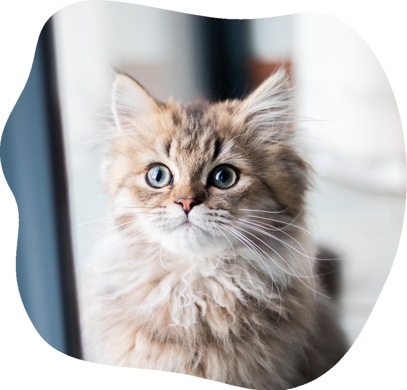 Registrace čipu kočky