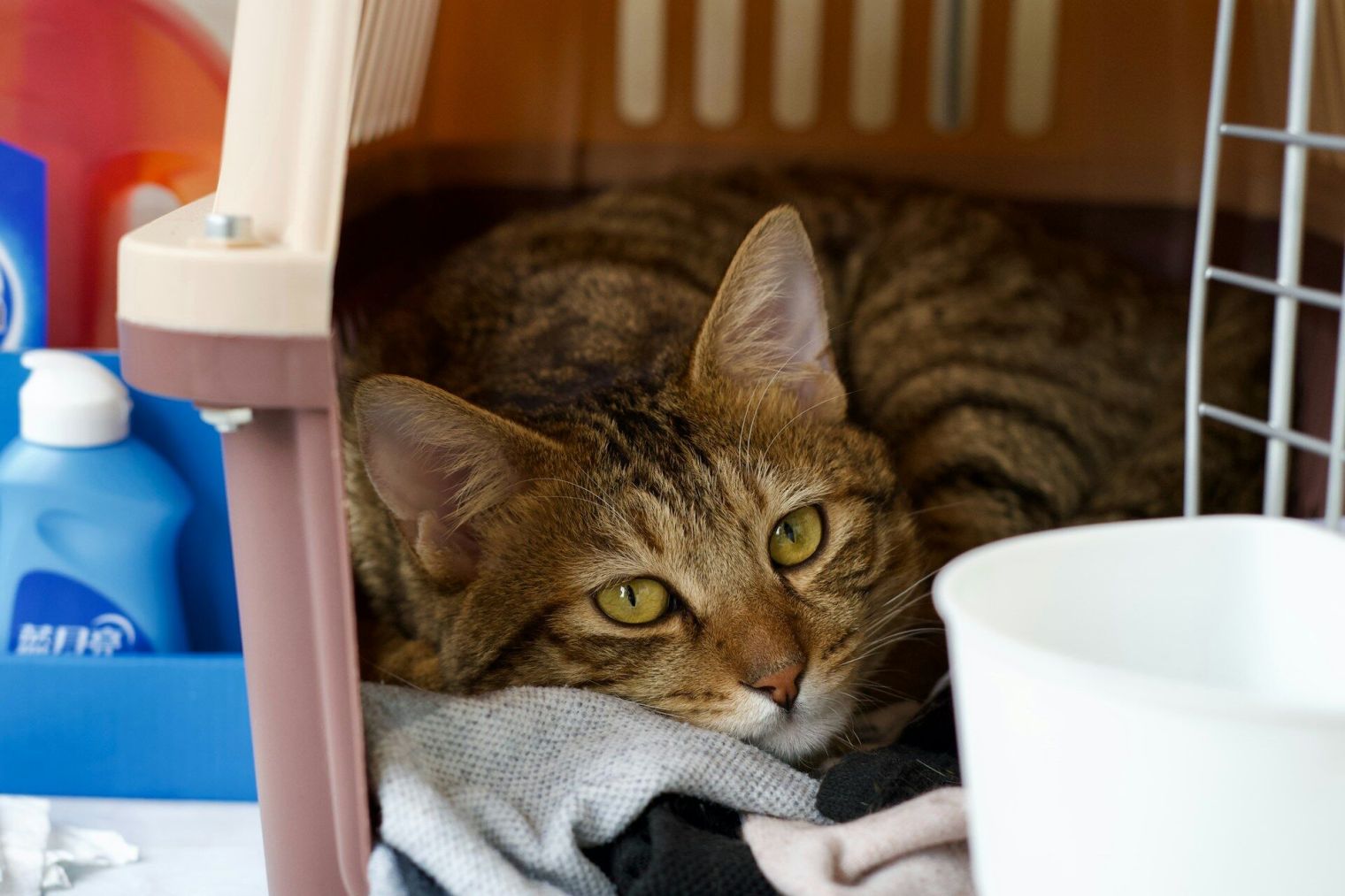 Jak naučit kočku na přepravku: Cesta k veterináři nemusí být boj