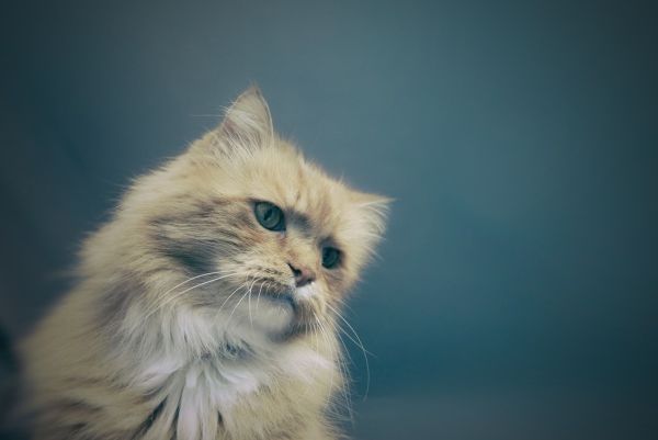 Veterinární ordinace