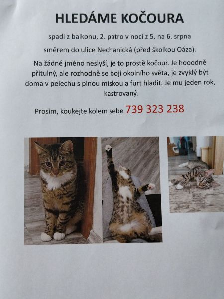 Kočour