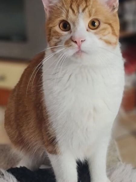 Felix