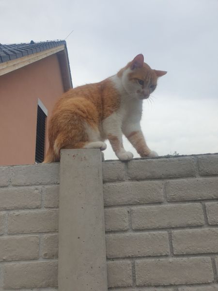 Mikeš