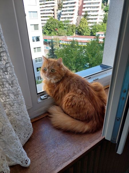 Pepino