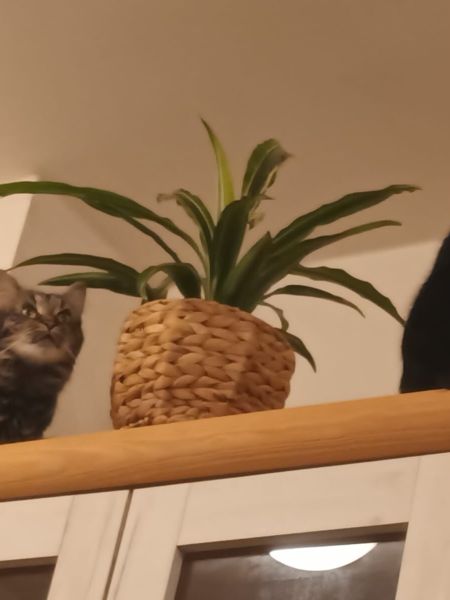 Fifinka