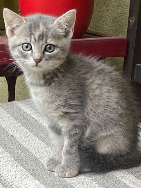 Lili