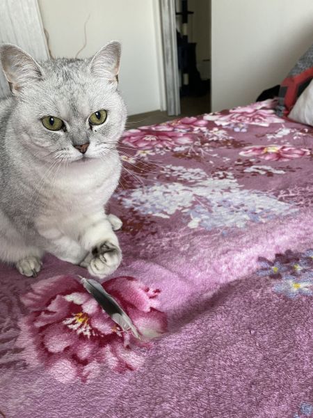 Lila
