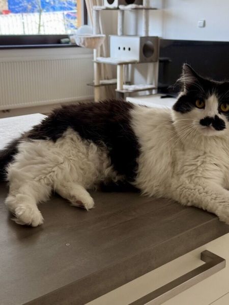 ALFIE