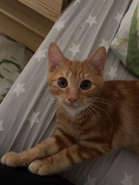 Chico