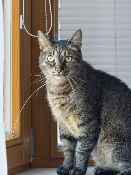 Staf