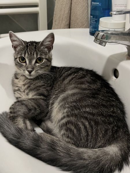 Leia