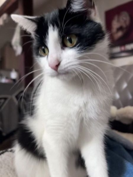 Amora