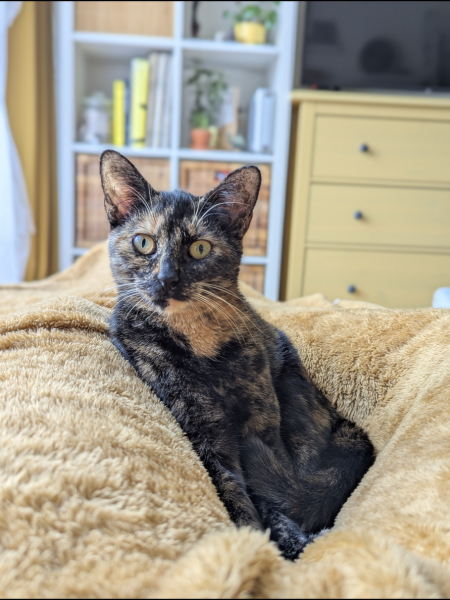 Phoebe