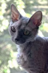 Devon rex