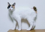 Japonský bobtail