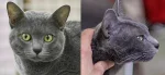 Korat