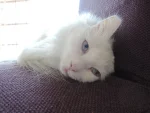 Turecká angora