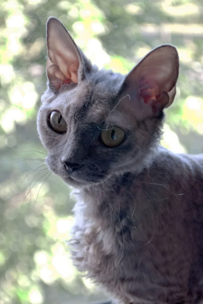 Devon rex