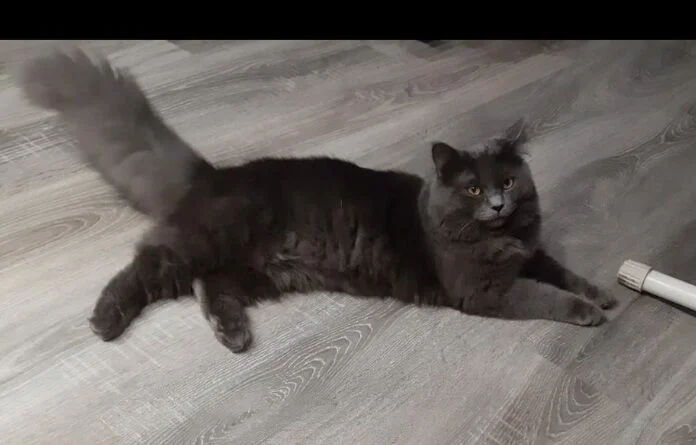 Drát