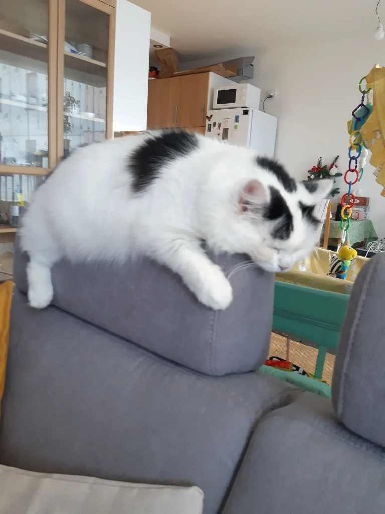 Missie, Myška