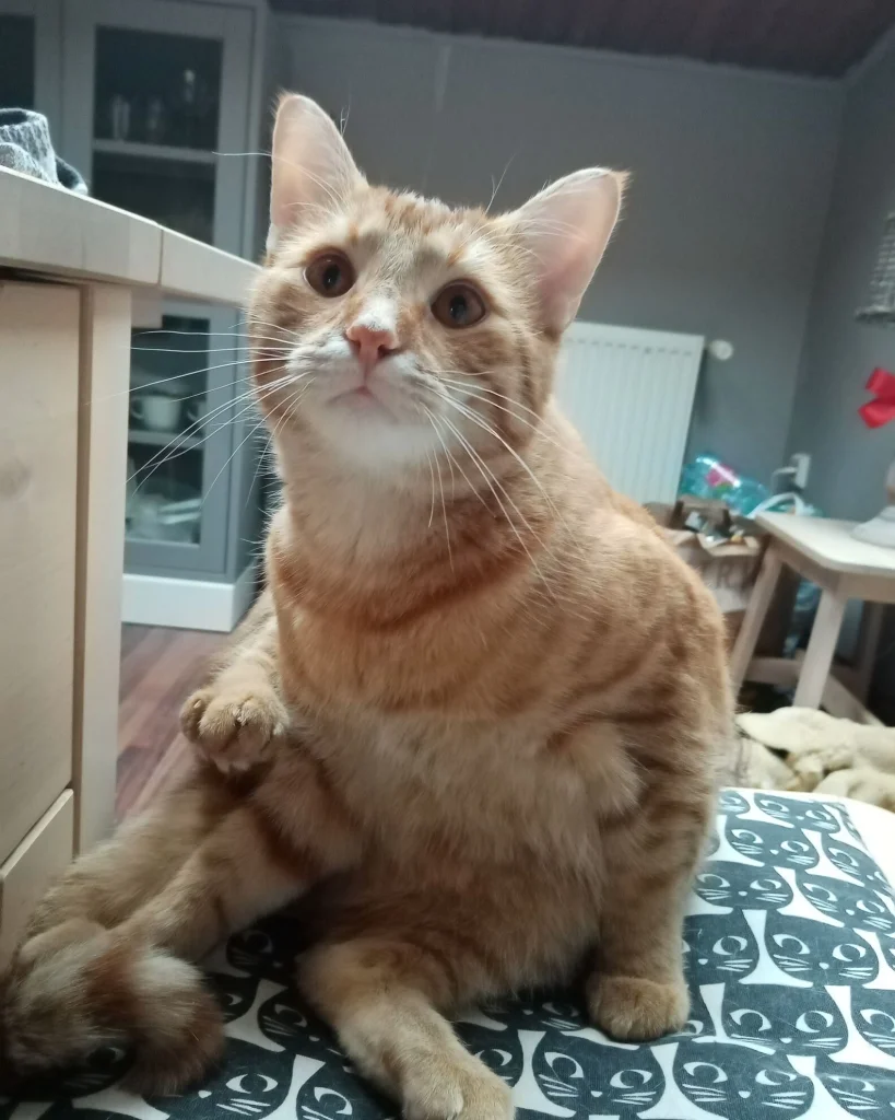 Félix