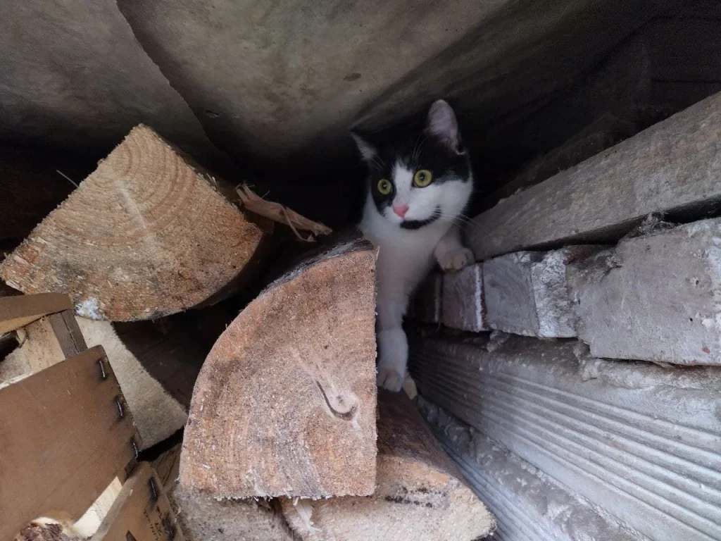 Kiki