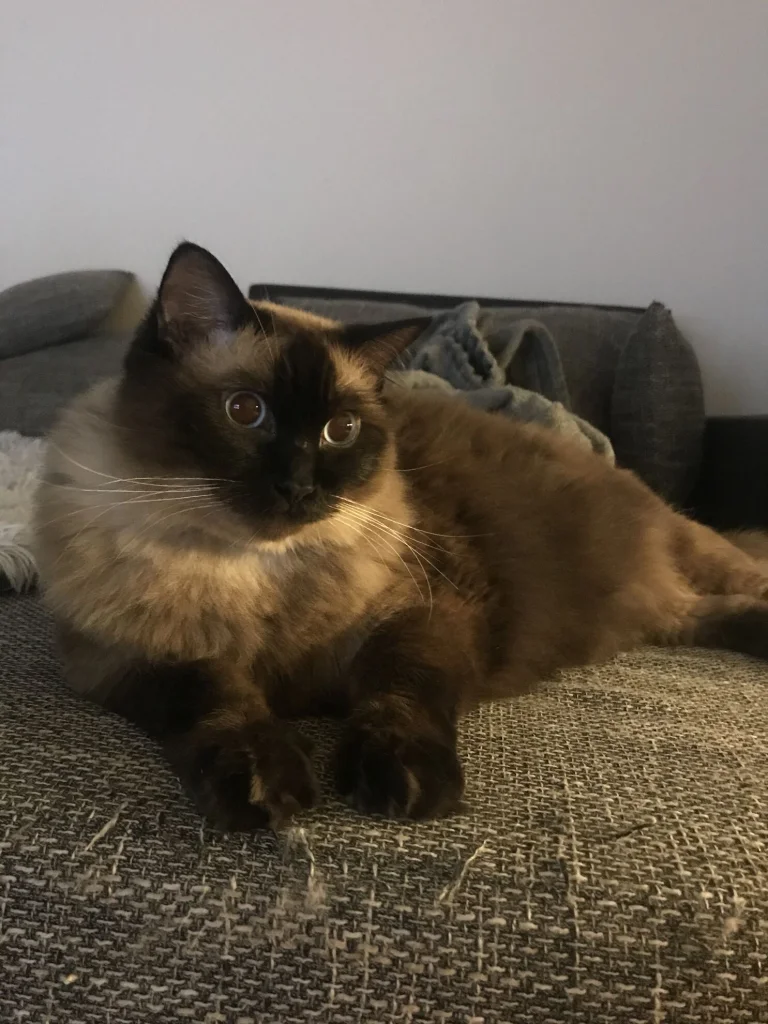 Roxy