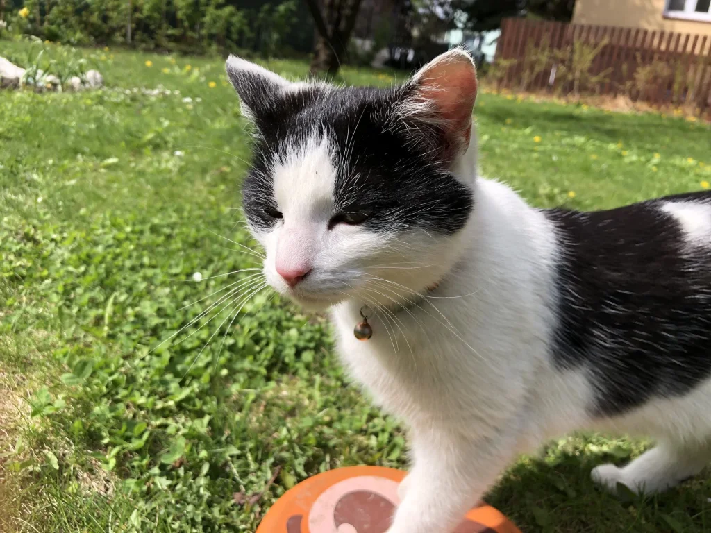 Monty