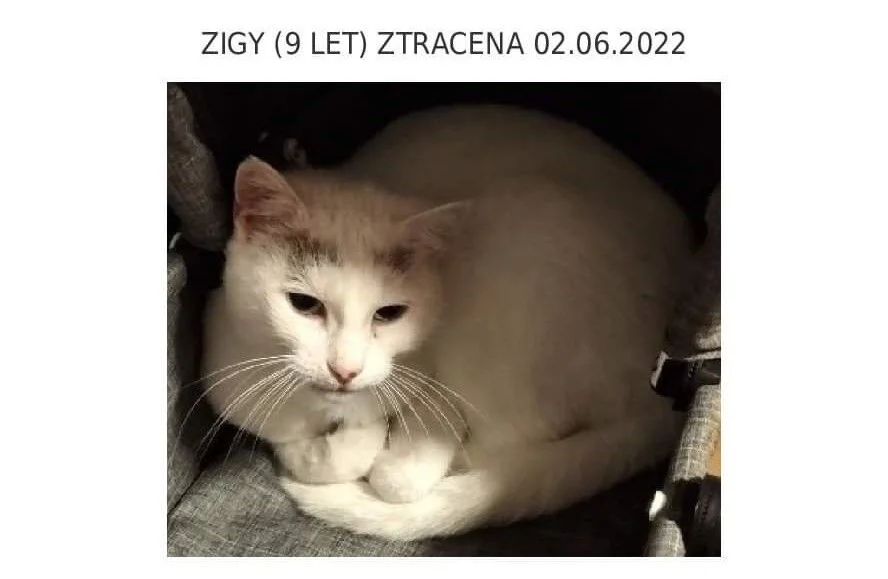 Zigy