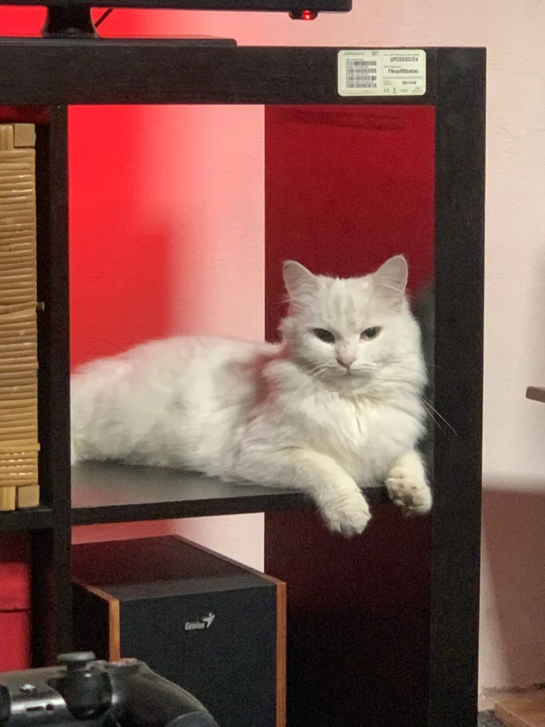 Albus