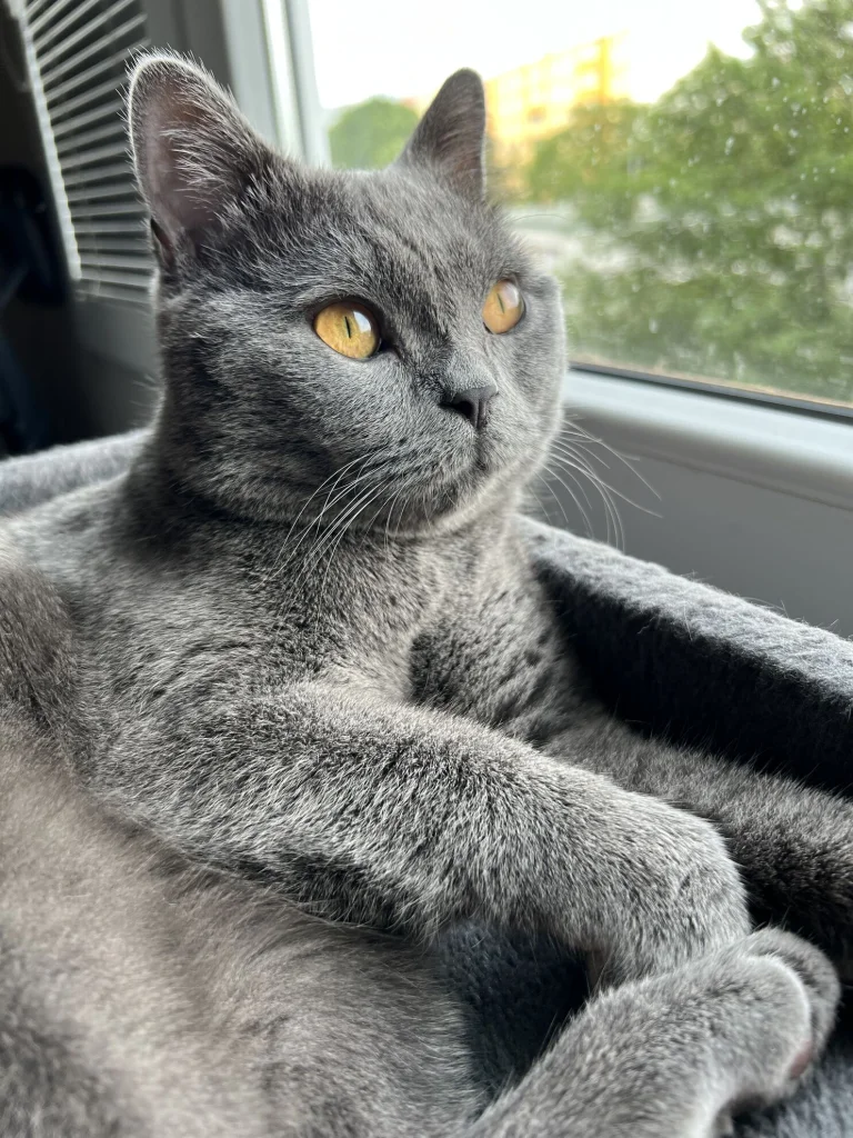 Frodo