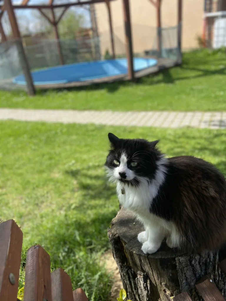 Miňonka