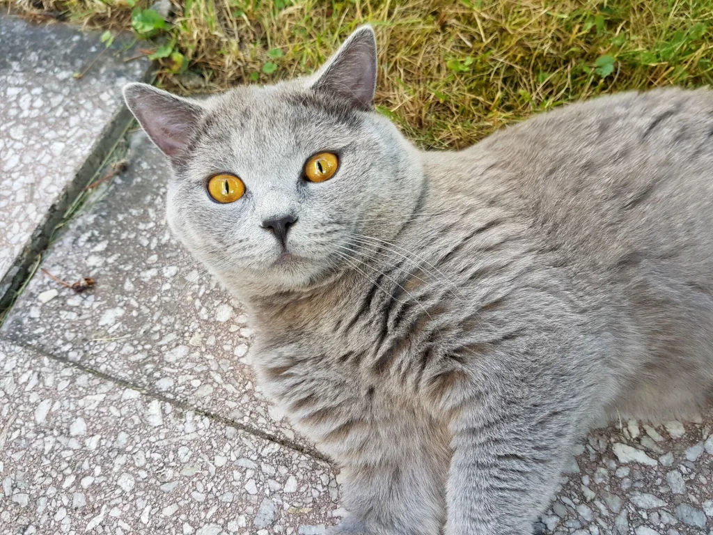 Pasha
