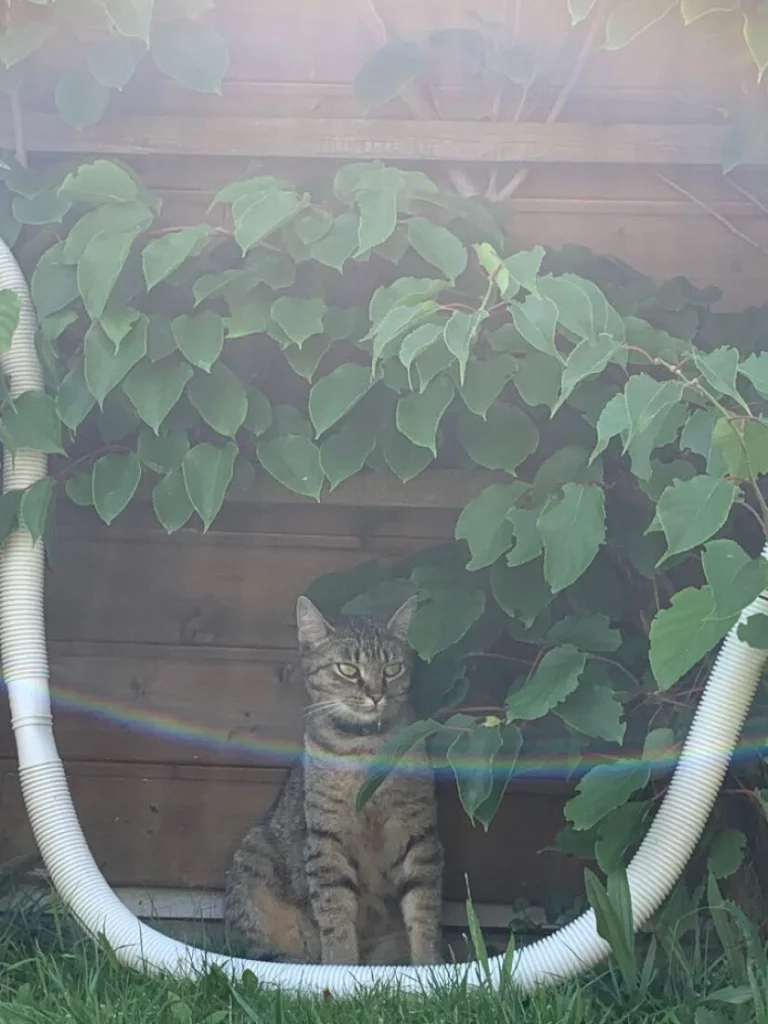 Ivy