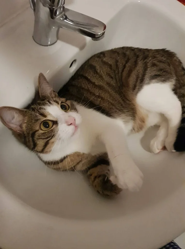 Rosie