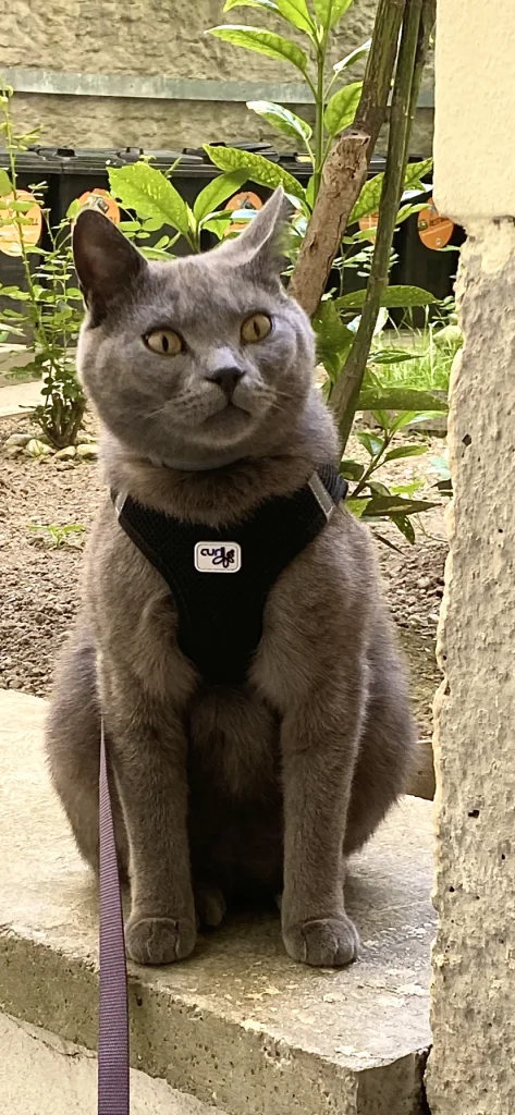 Merlin