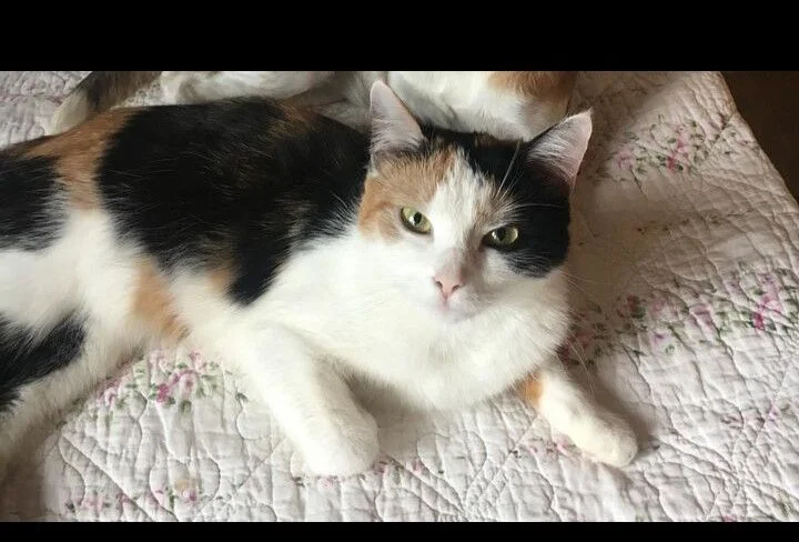 Micinka
