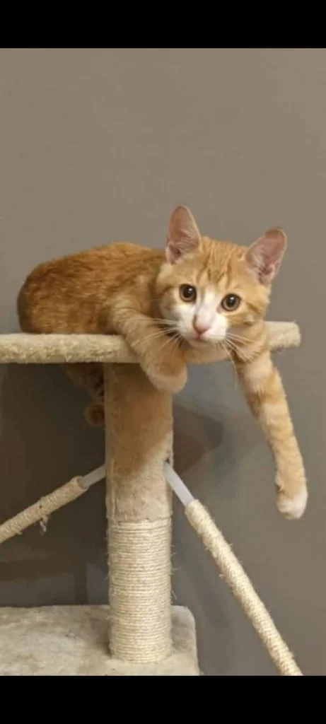 Felix