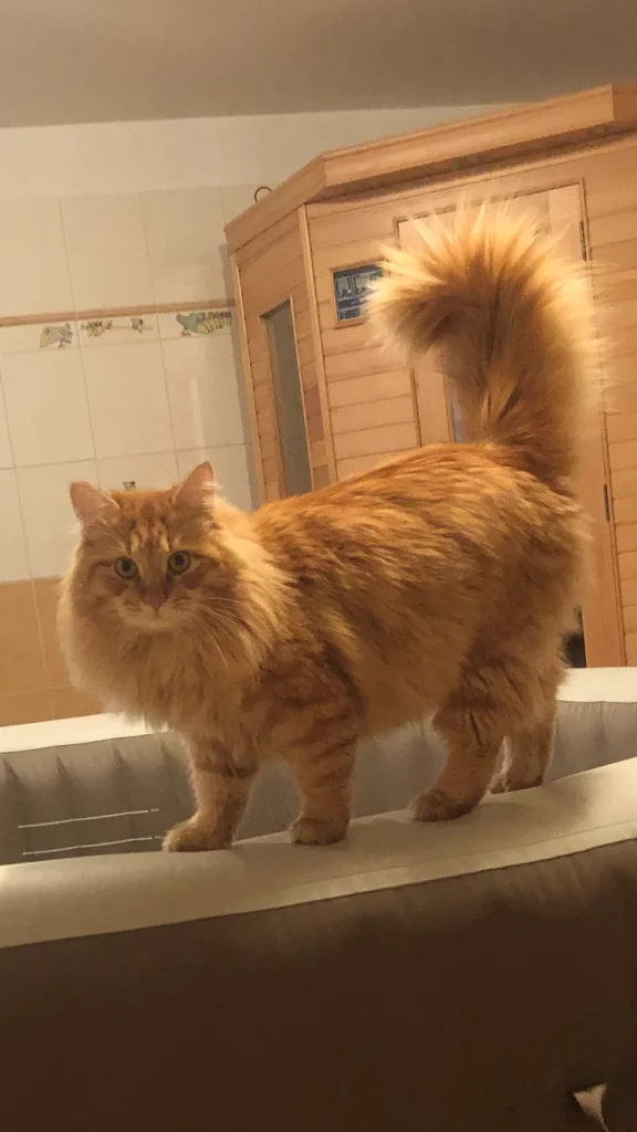 Simba