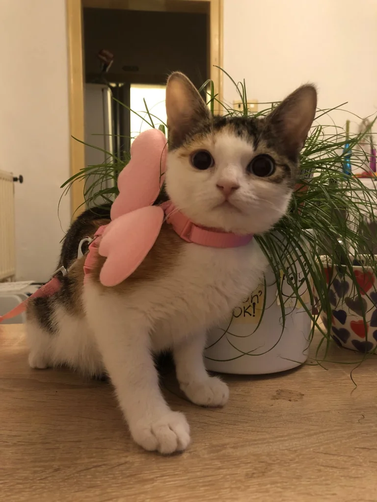 Flora