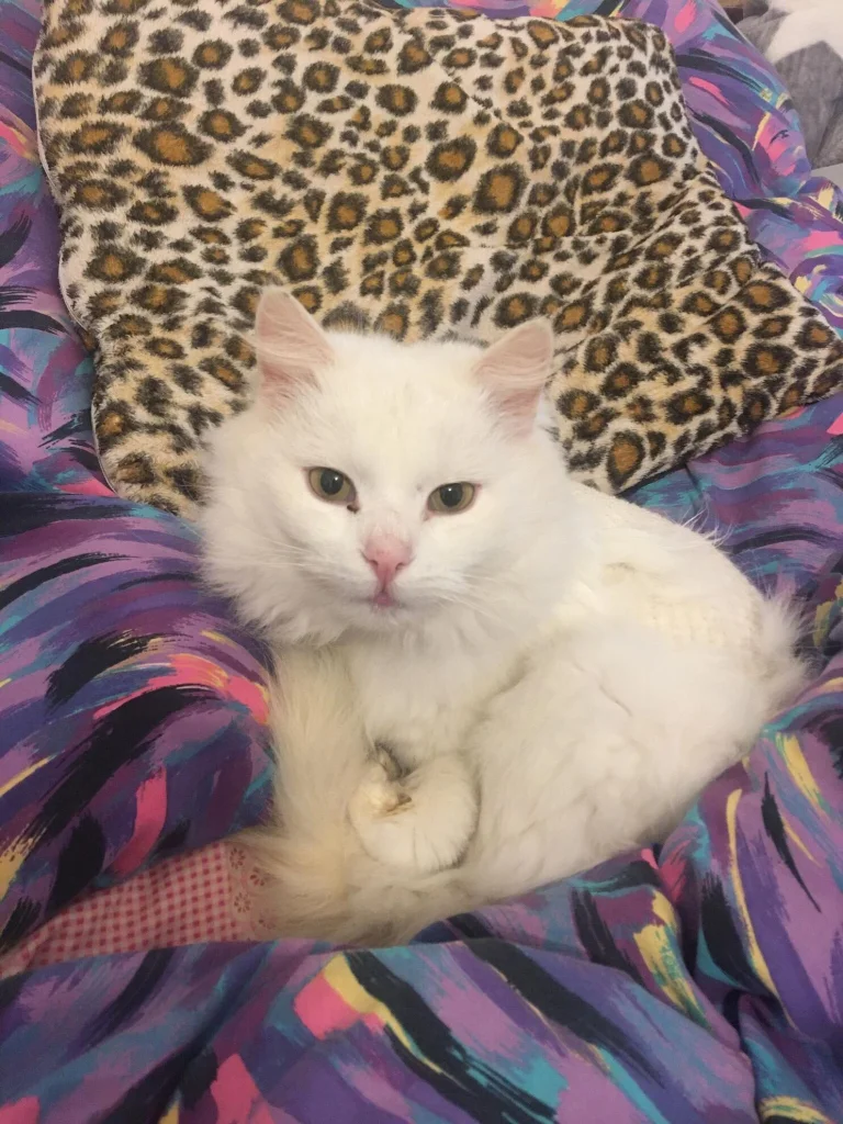 Bibi